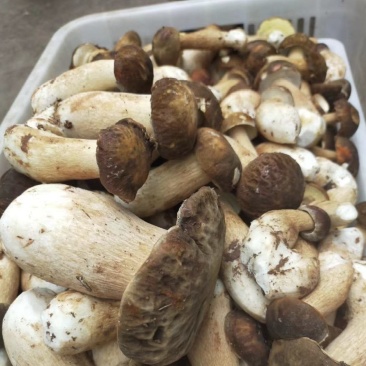 云南野生菌批发