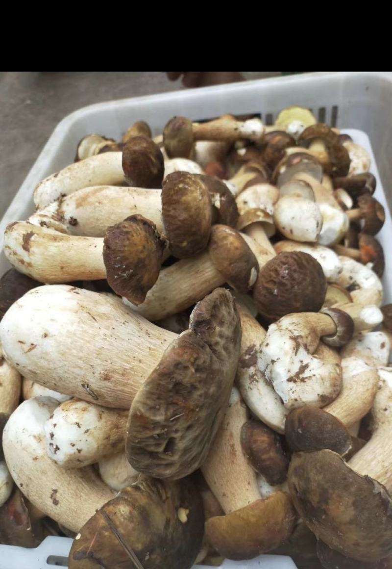 云南野生菌批发