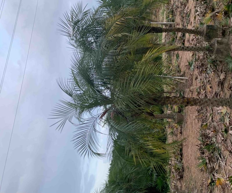 美丽针葵米径5-20分基地大量低价销售欢迎咨询