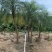美丽针葵米径5-20分基地大量低价销售欢迎咨询
