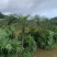 美丽针葵米径5-20分基地大量低价销售欢迎咨询