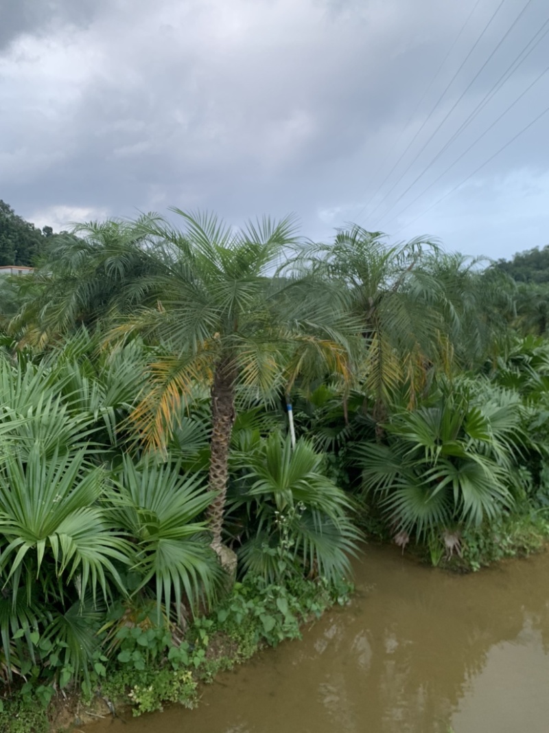 美丽针葵米径5-20分基地大量低价销售欢迎咨询