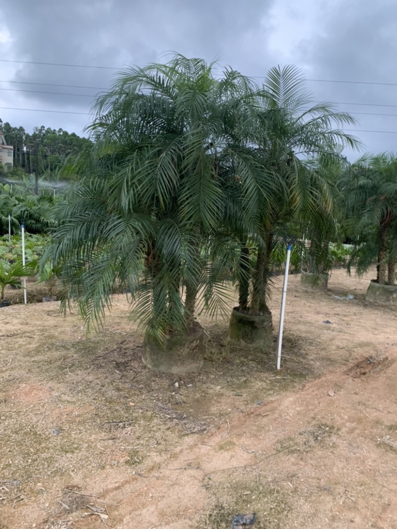 美丽针葵米径5-20分基地大量低价销售欢迎咨询