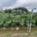 蒲葵高度20-100厘米基地大量岀售欢迎来电