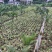 蒲葵高度20-100厘米基地大量岀售欢迎来电