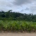蒲葵高度20-100厘米基地大量岀售欢迎来电