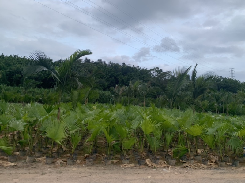 蒲葵高度20-100厘米基地大量岀售欢迎来电