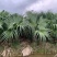 蒲葵高度20-100厘米基地大量岀售欢迎来电