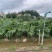 蒲葵高度20-100厘米基地大量岀售欢迎来电