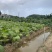 蒲葵高度20-100厘米基地大量岀售欢迎来电