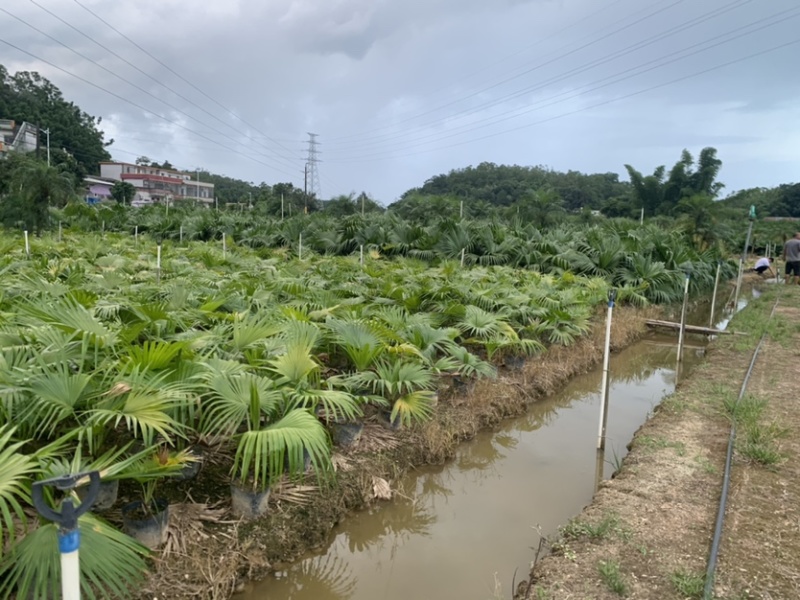 蒲葵高度20-100厘米基地大量岀售欢迎来电