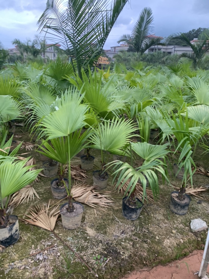 蒲葵高度20-100厘米基地大量岀售欢迎来电