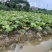 蒲葵高度20-100厘米基地大量岀售欢迎来电