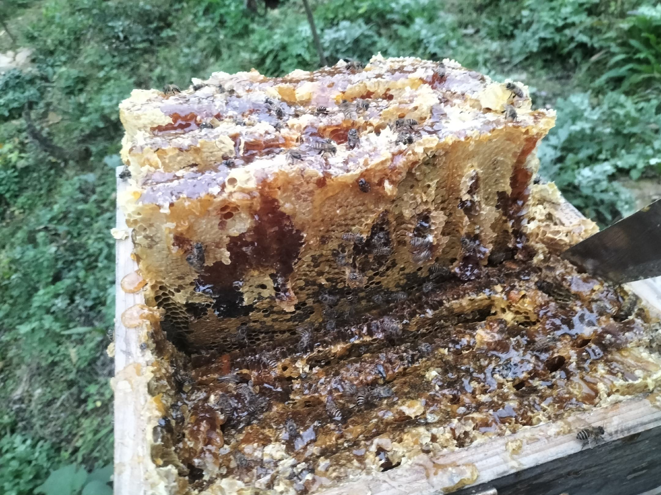 沙棘蜂蜜制作天然面膜过程