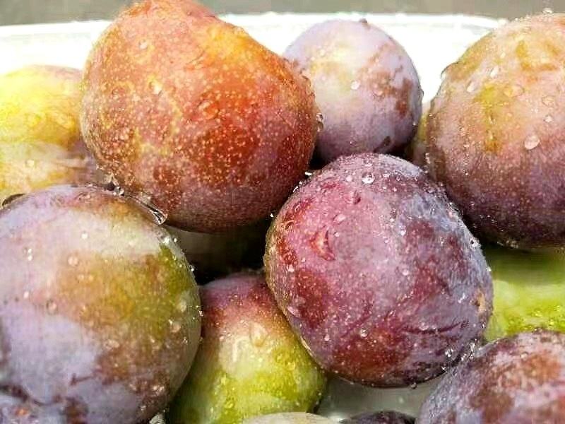 九月脆李子特写照片