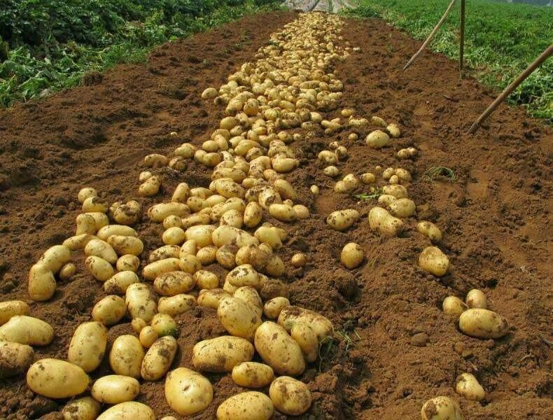 现代化大豆种植基地