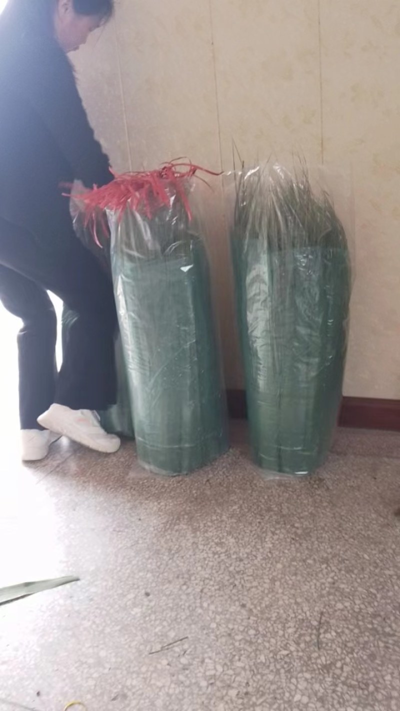 安徽芦苇叶