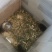 山地鼠，常年大量供应，欢迎老板来电，鼠，鼠，各种样