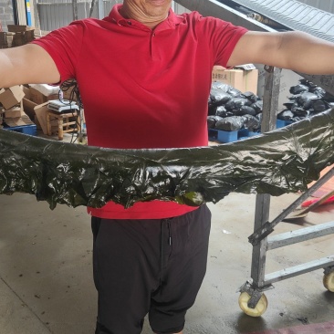盐渍海带