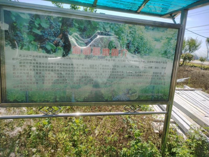 颗粒饱满串型精致我们只做精品欢迎各地老板实地考察