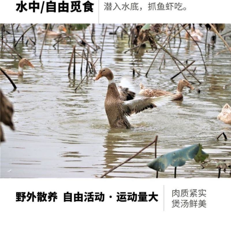 顺丰农家散养土鸭鸭子现杀土鸭老鸭土鸭子鸭肉笨鸭鲜鸭冷冻批