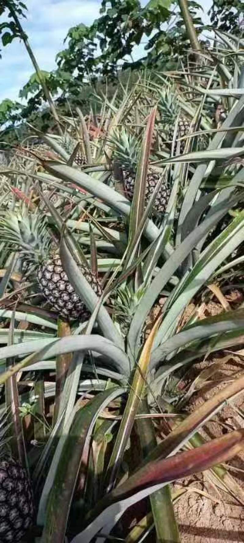 无眼凤梨