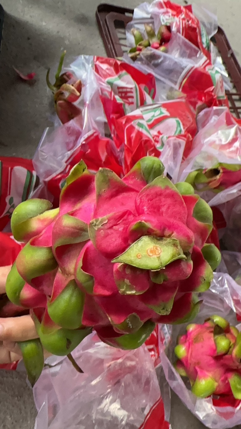 红心火龙果，~~~~~~~~~工厂直发欢迎各位老板对接