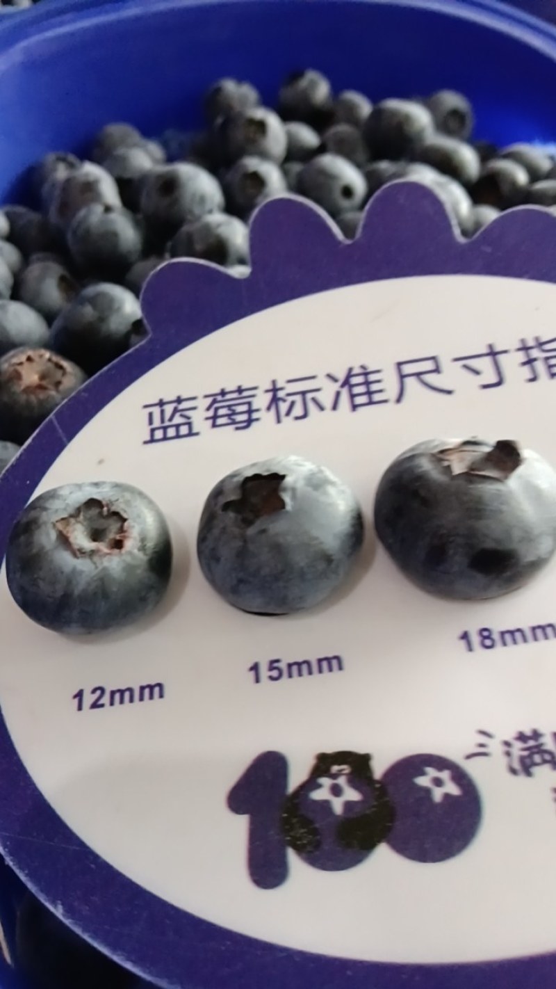 现摘蓝莓珠宝
