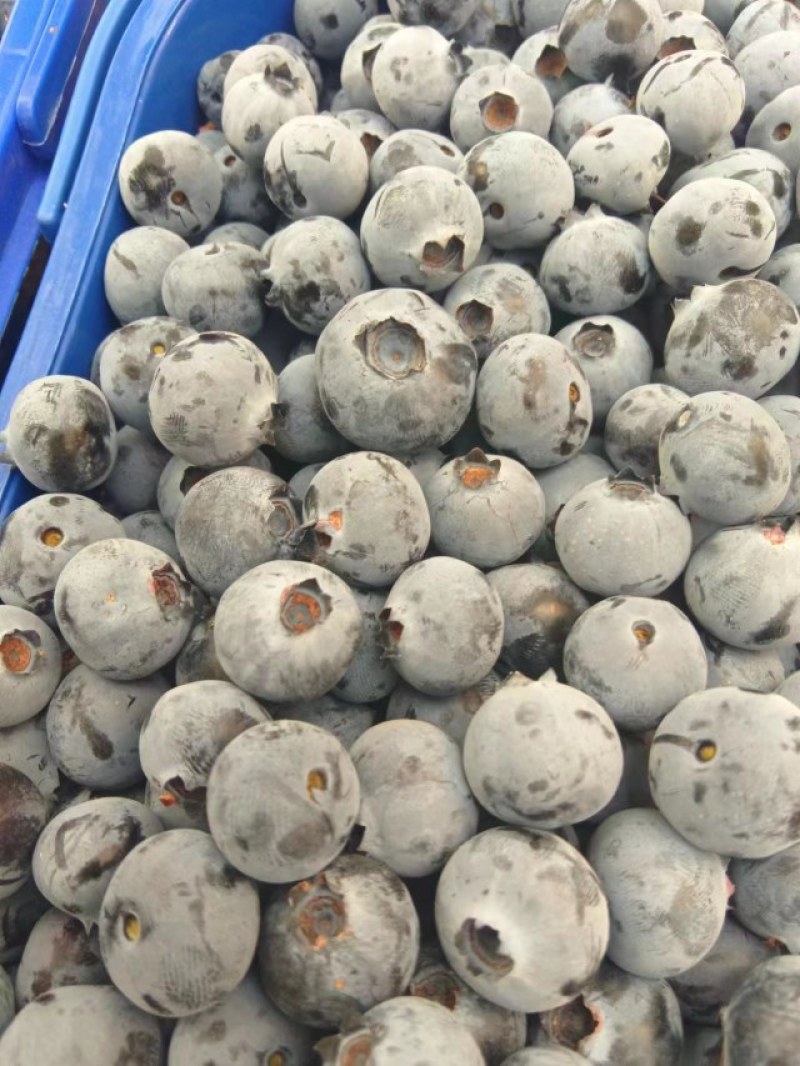 现摘蓝莓珠宝
