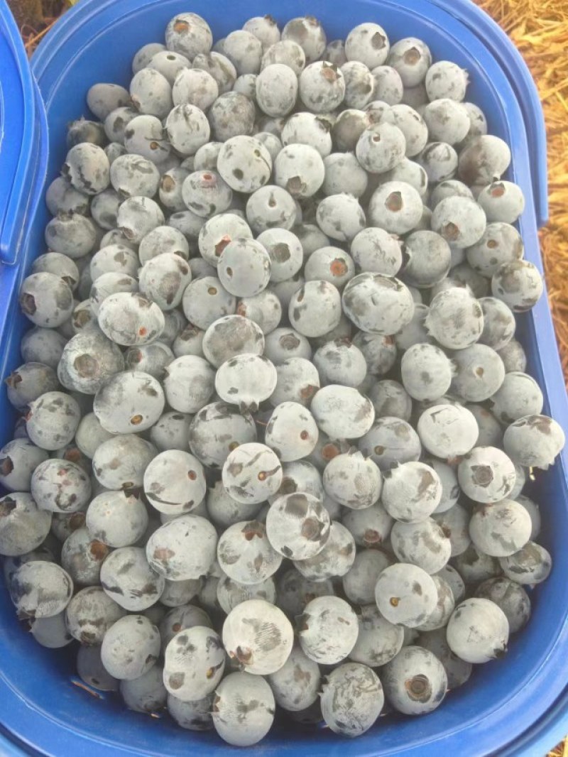 现摘蓝莓珠宝
