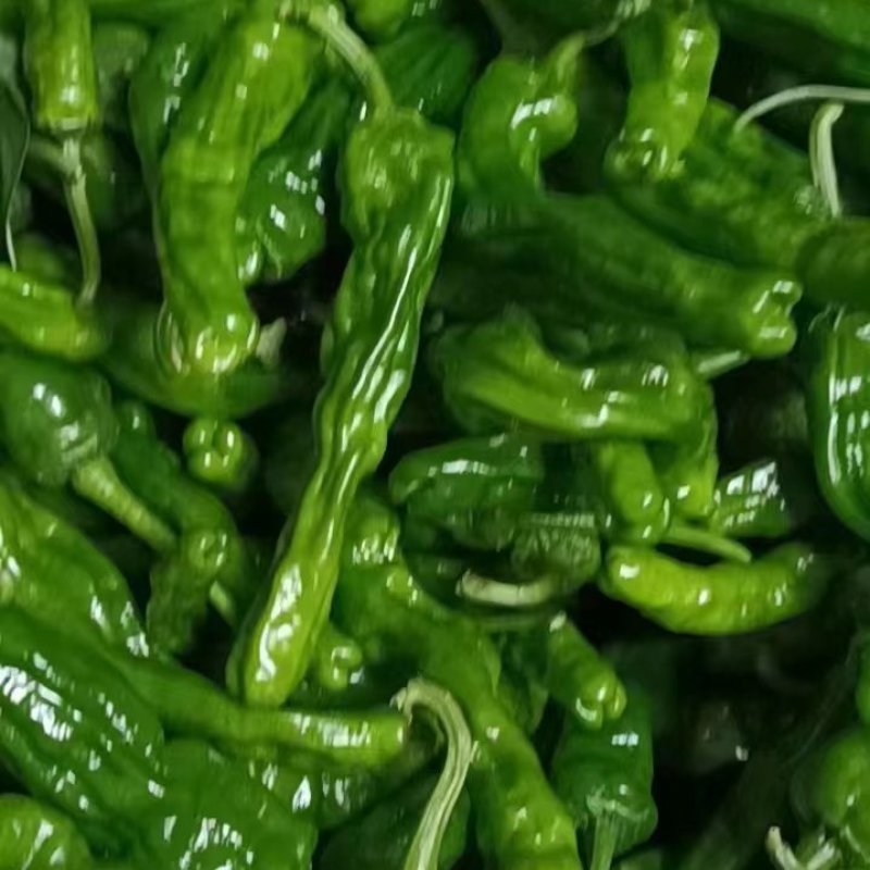 小皱皮，大量上市适合电商超市批发