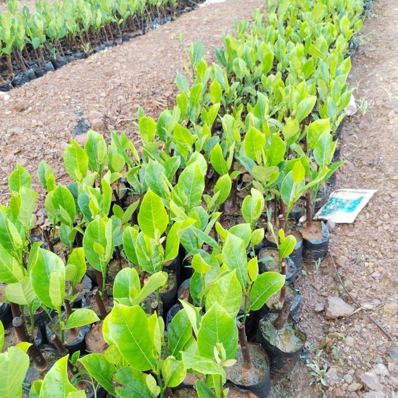 长孟尖榴莲蜜，榴莲香味浓郁，甜度高，果实饱满，特点耐寒冷