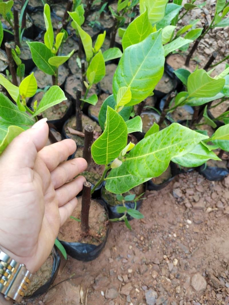 长孟尖榴莲蜜，榴莲香味浓郁，甜度高，果实饱满，特点耐寒冷