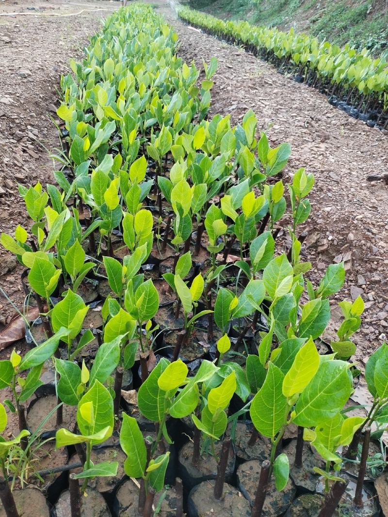 长孟尖榴莲蜜，榴莲香味浓郁，甜度高，果实饱满，特点耐寒冷