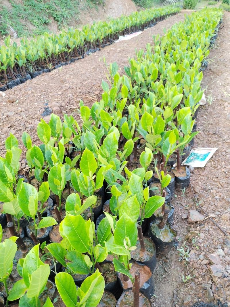 长孟尖榴莲蜜，榴莲香味浓郁，甜度高，果实饱满，特点耐寒冷
