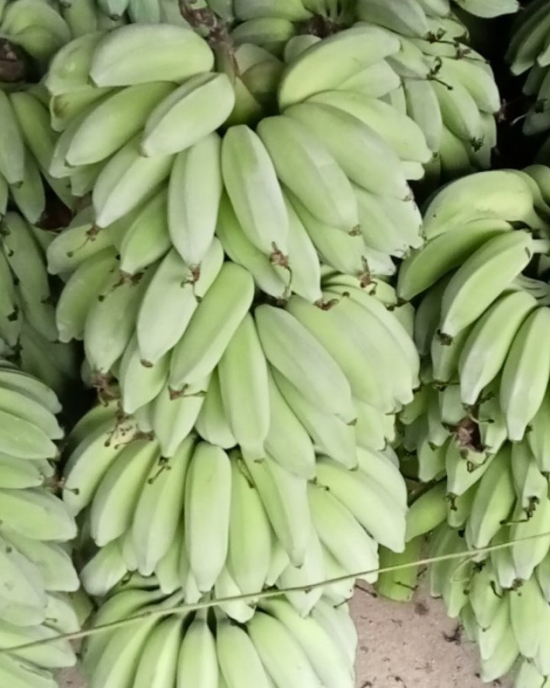 巴蕉