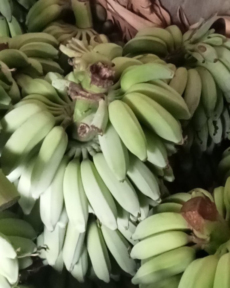 巴蕉