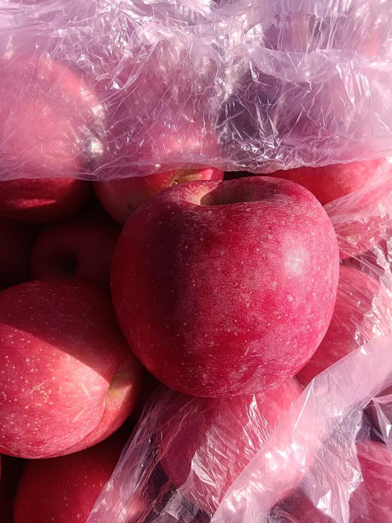 山东优质红富士苹果大量出库中，价格不高欢迎各位老板采购
