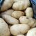 山东优质荷兰十五土豆大量上市中，价格便宜欢迎新老客户继续