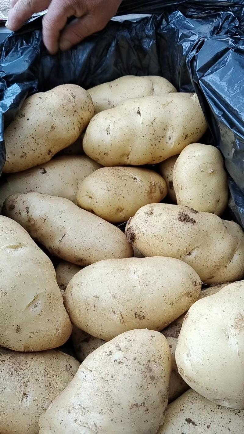 山东优质荷兰十五土豆大量上市中，价格便宜欢迎新老客户继续