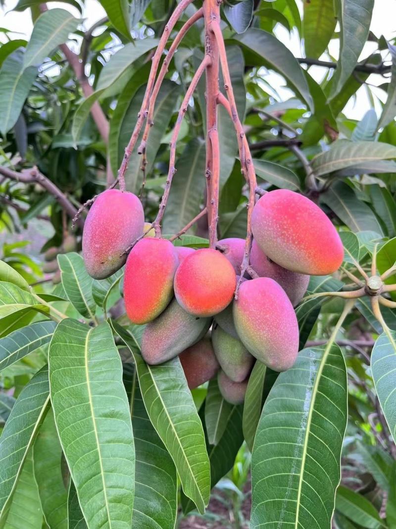 精品芒果贵妃芒一件代发货源充足量大从优质量保证欢迎咨
