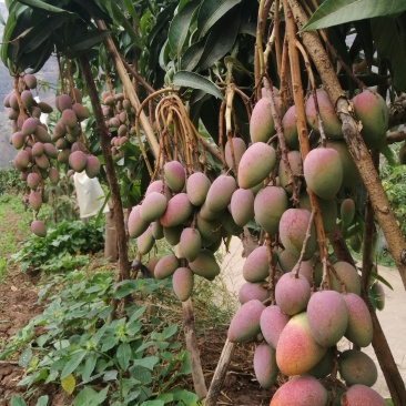 精品芒果贵妃芒一件代发货源充足量大从优质量保证欢迎咨