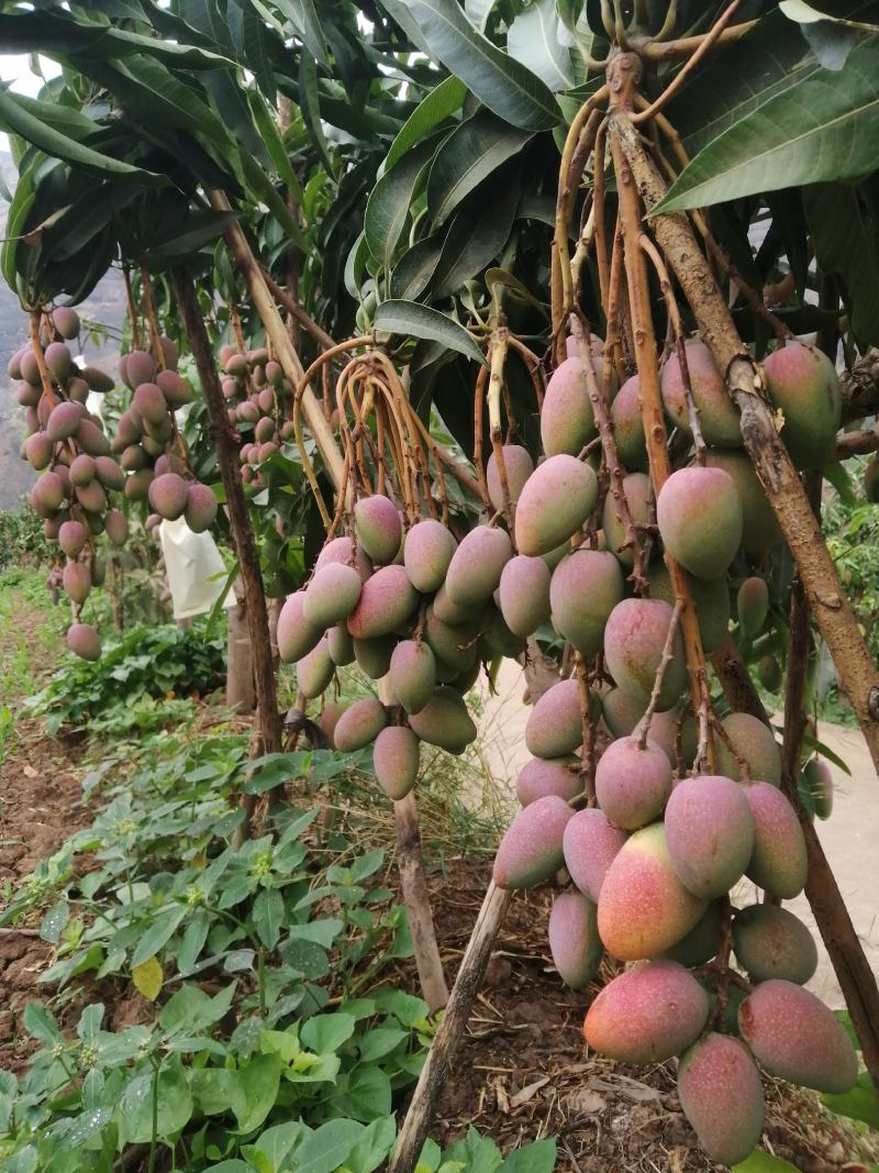 精品芒果贵妃芒一件代发货源充足量大从优质量保证欢迎咨