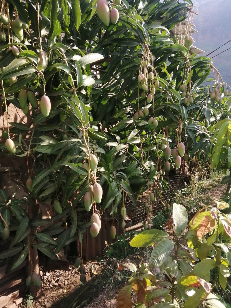精品芒果贵妃芒一件代发货源充足量大从优质量保证欢迎咨