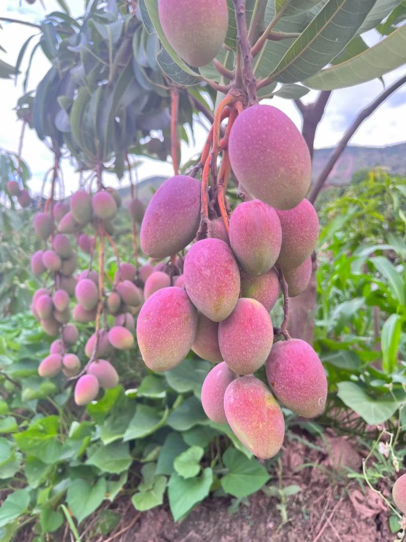 精品芒果贵妃芒一件代发货源充足量大从优质量保证欢迎咨