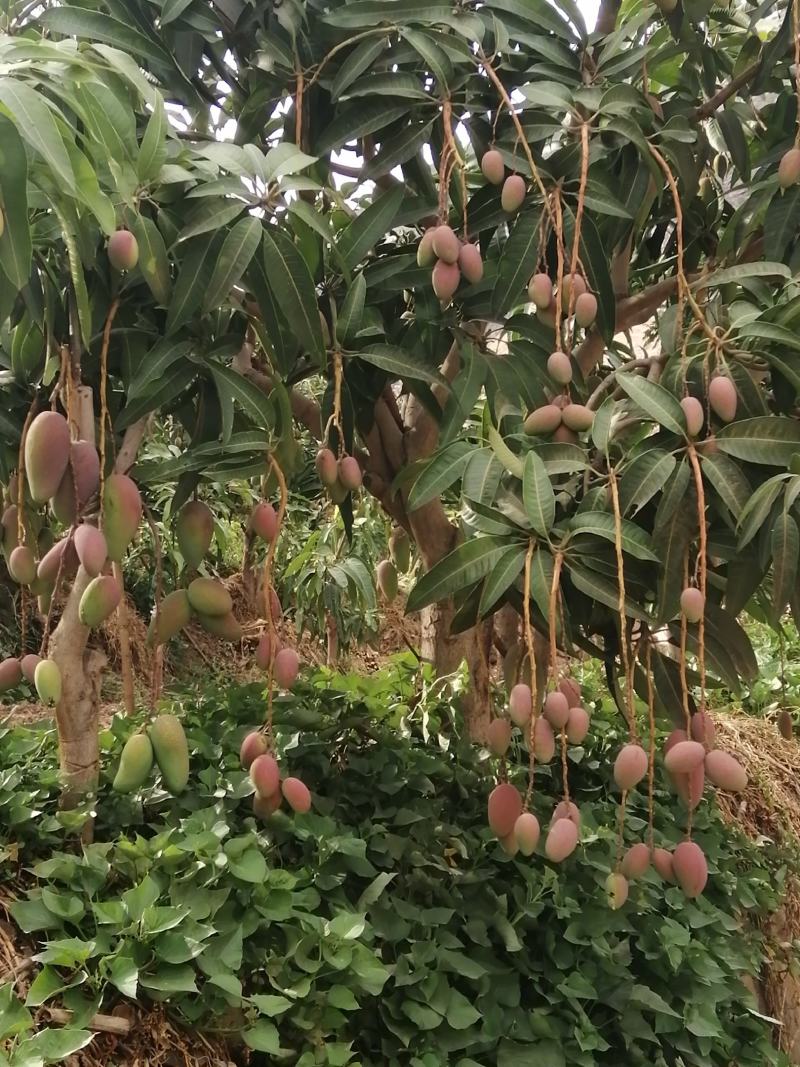 精品芒果贵妃芒一件代发货源充足量大从优质量保证欢迎咨
