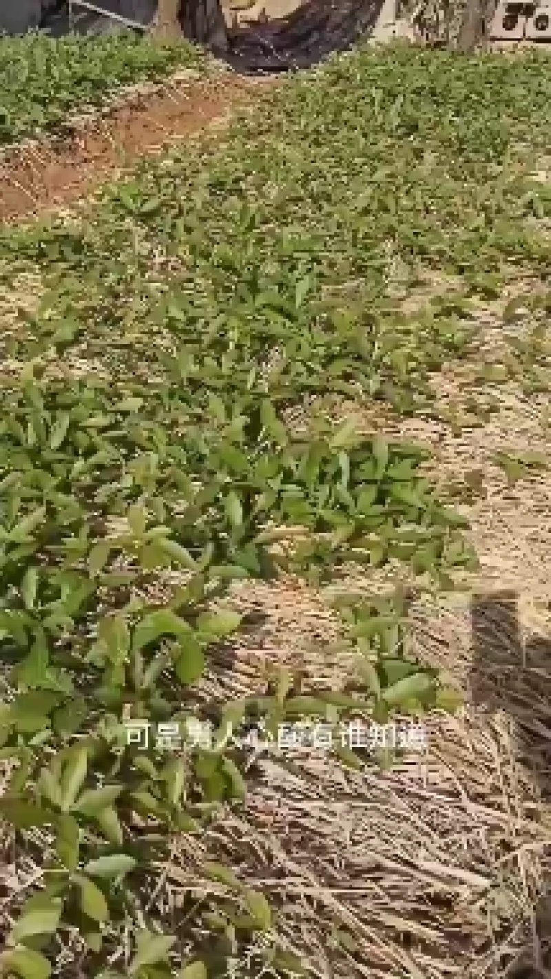 麻栎苗