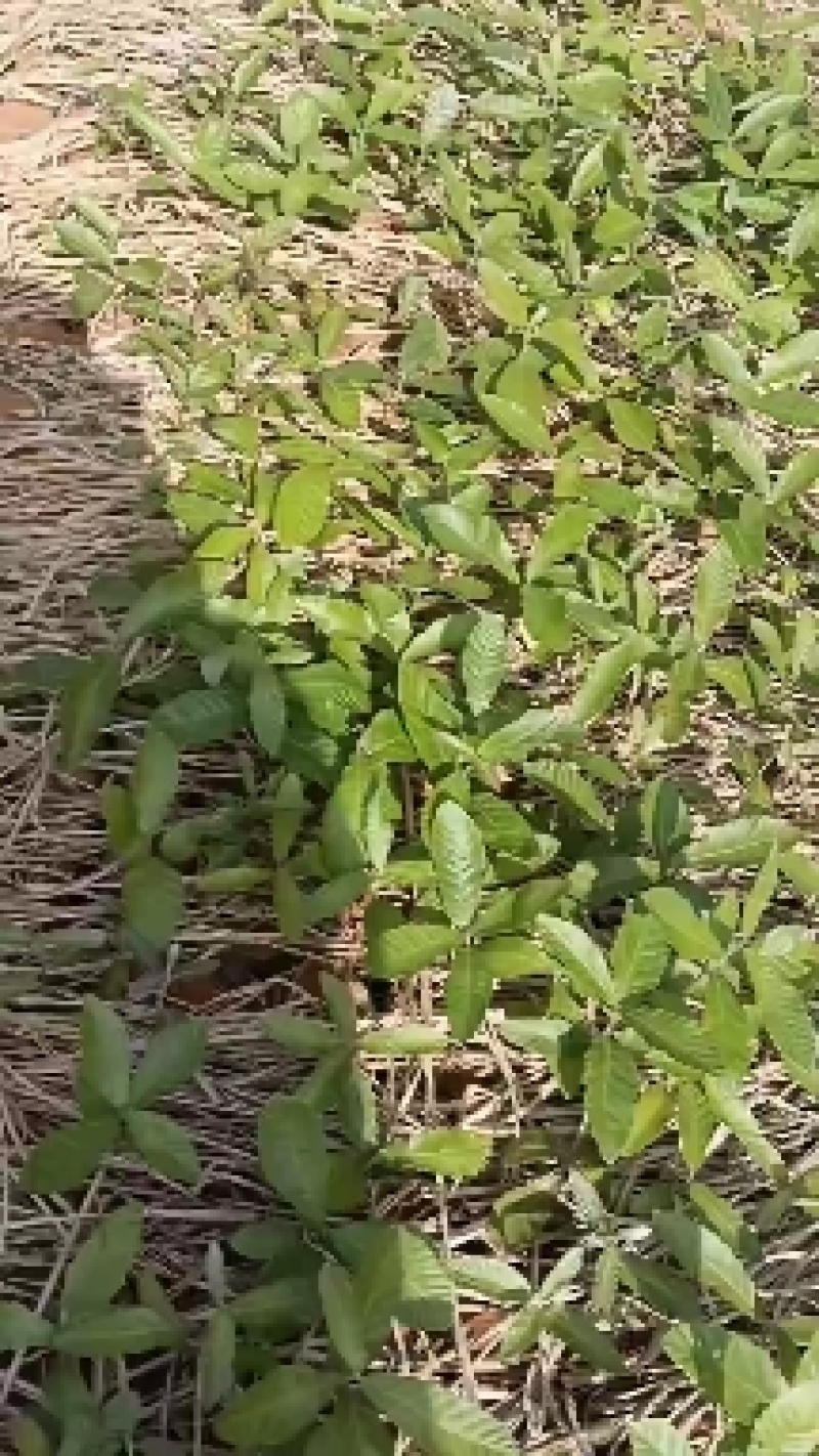麻栎苗