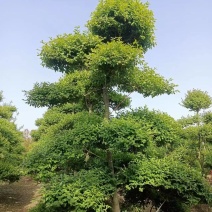 造型女贞