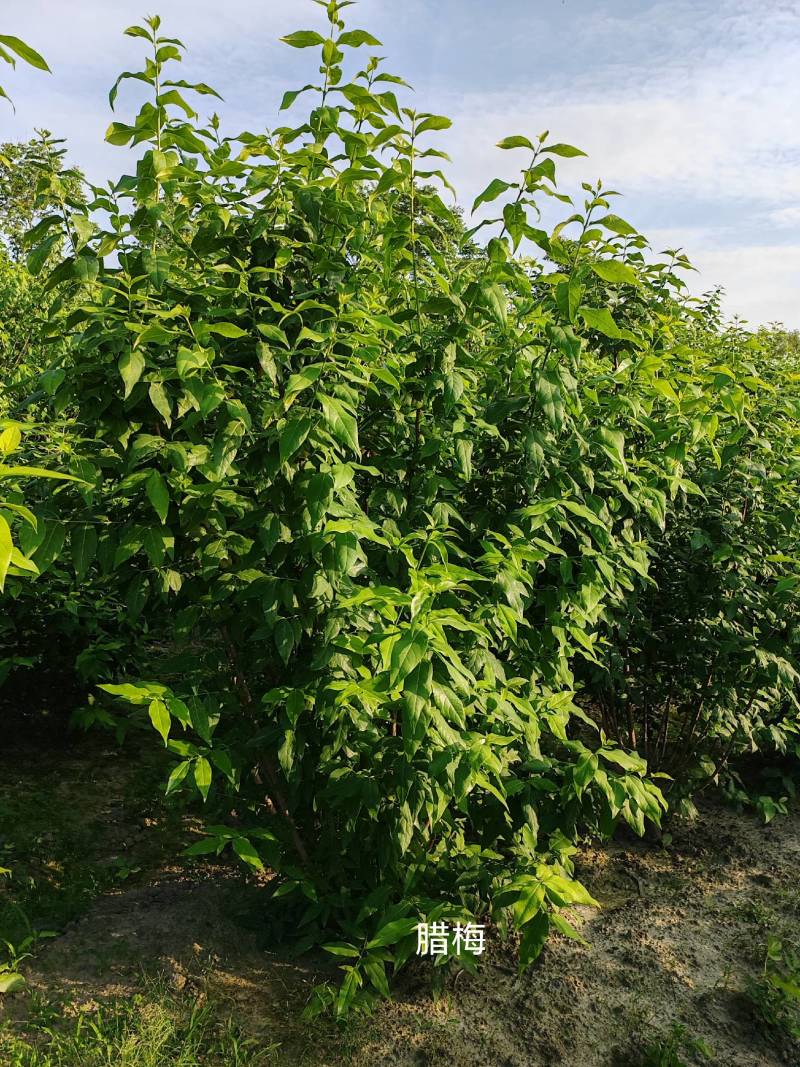 腊梅，蜡梅，腊梅树苗